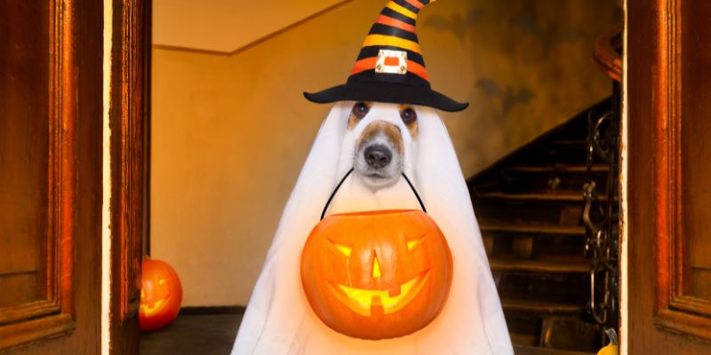 HallowDog