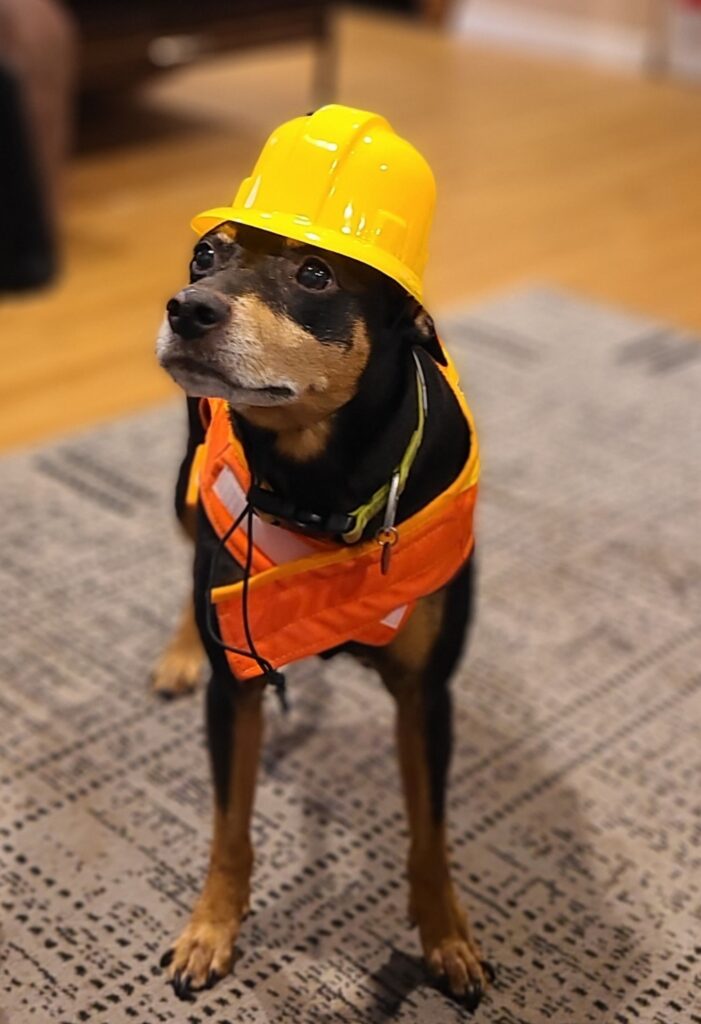 Loki the Construction Dog