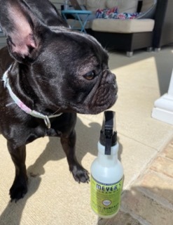 Luna the Cleaning Dog
