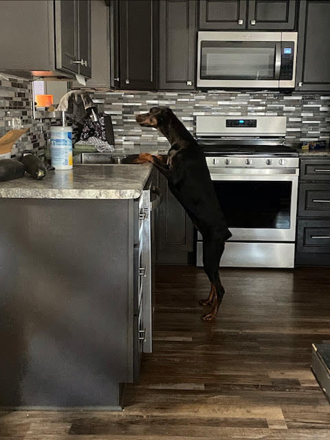 Duchess Wolfgang Doberman Pinscher doing dishes! And using the Chlorox wipes!
